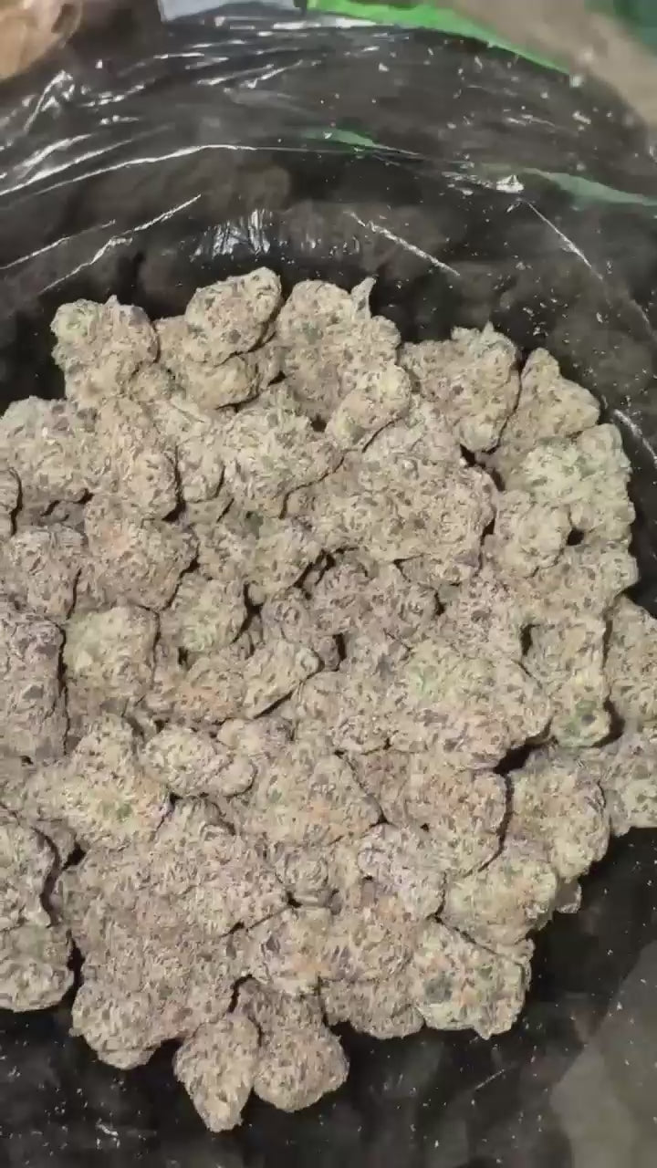 Blue Guava Purp